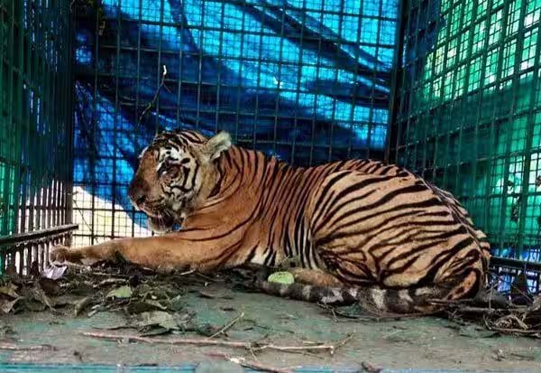 மக்களை அச்சுறுத்தி வந்த புலி கூண்டில் சிக்கியது